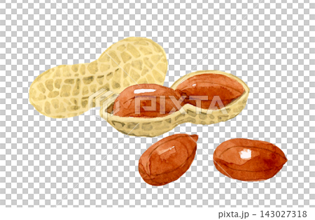 Peanuts in their shells and with their thin skins - Hand-drawn watercolor illustration material Peanuts in their shells and with their thin skins - Hand-drawn watercolor illustration material 143027318