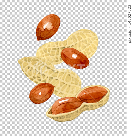 Peanuts in their shells and with their thin skins - Hand-drawn watercolor illustration material Peanuts in their shells and with their thin skins - Hand-drawn watercolor illustration material 143027322