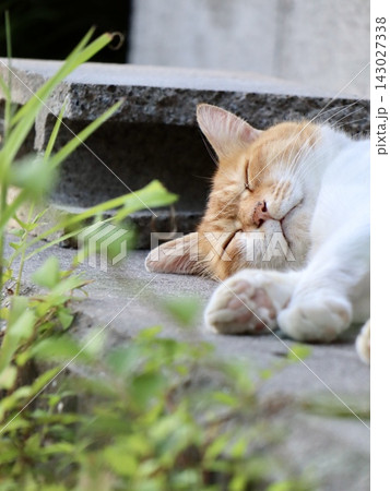 旅館の庭先で気持ちよさそうに眠る猫 縦構図|季節コンテンツや癒やし系メディアに使える和の一枚 旅館の庭先で気持ちよさそうに眠る猫 縦構図|季節コンテンツや癒やし系メディアに使える和の一枚 143027338