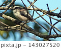 枝にとまるエナガ。 143027520