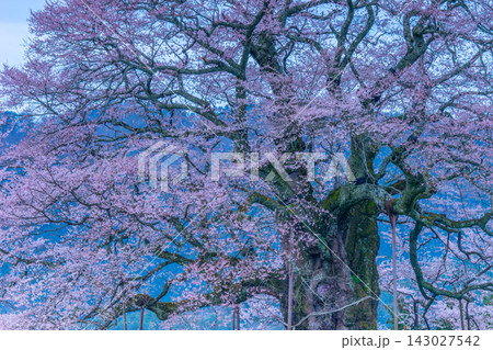 推定樹齢1000年の醍醐桜(岡山県) 推定樹齢1000年の醍醐桜(岡山県) 143027542