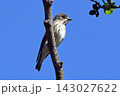 枝に止まるエゾビタキ。 143027622