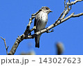 枝に止まるエゾビタキ。 143027623