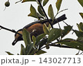 枝に止まるヤマガラ。 143027713