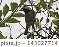 枝に止まるヤマガラ。 143027714