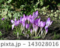 近所の庭に咲いたコルチカムの花 143028016