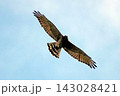 空を飛ぶタカ。 143028421