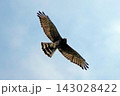 空を飛ぶタカ。 143028422