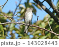 枝に止まるエゾビタキ。 143028443