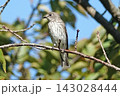 枝に止まるエゾビタキ。 143028444