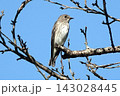 枝に止まるエゾビタキ。 143028445