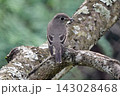 木に止まるキビタキのメス。 143028468