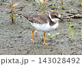 休耕田でエサを探すコチドリ。 143028492