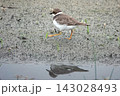 休耕田でエサを探すコチドリ。 143028493