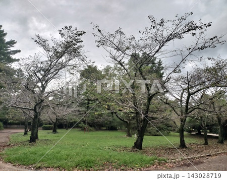 豊橋公園の桜の木と芝生が広がる緑豊かな自然風景 143028719
