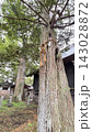 古い神社の神木 143028872