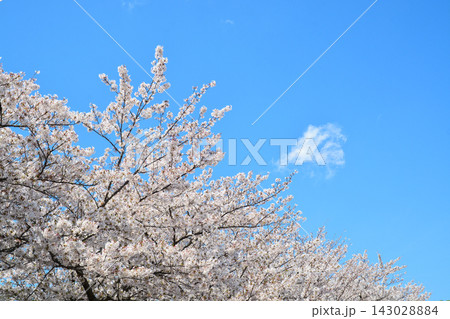 舎人公園の桜の風景 143028884