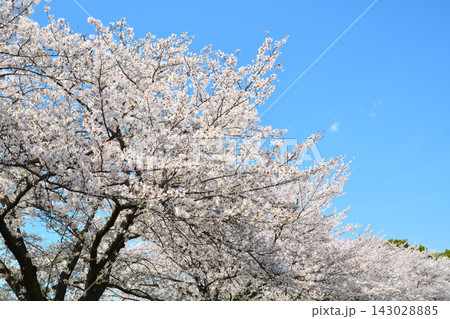 舎人公園の桜の風景 舎人公園の桜の風景 143028885