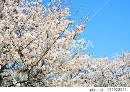 舎人公園の桜の風景 143028933