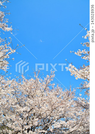 舎人公園の桜の風景 舎人公園の桜の風景 143028936