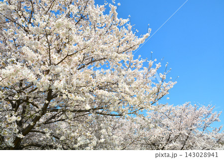 舎人公園の桜の風景 143028941