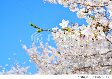 舎人公園の桜の風景 舎人公園の桜の風景 143028945