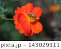 オレンジ色のキバナコスモスの花に止まるミツバチのマクロ撮影 143029311