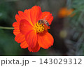 キバナコスモスの花芯で夢中に蜜を吸うミツバチ 143029312