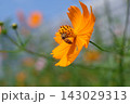 青空のもとキバナコスモスの花にしがみつき蜜を吸うミツバチ 143029313