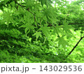 青もみじ 143029536