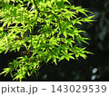 青もみじ 143029539