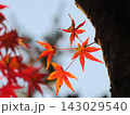 紅葉したもみじ 143029540