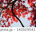 紅葉したもみじ 143029541