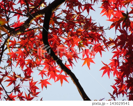 紅葉したもみじ 143029541
