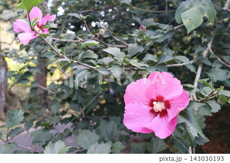 ムクゲの花 ムクゲの花 143030193