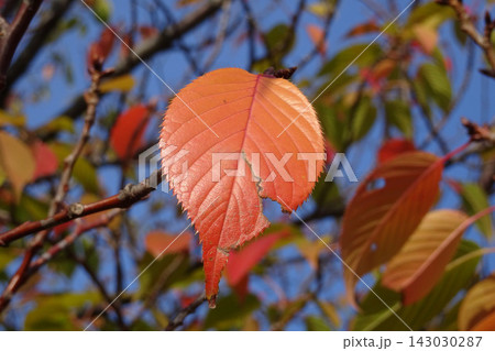紅葉した葉 紅葉した葉 143030287