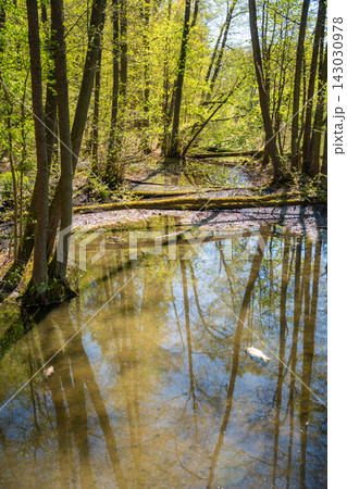 Dead fish floating in a pond with tree reflections on the water surface. Environmental pollution and ecosystem health concept 143030978
