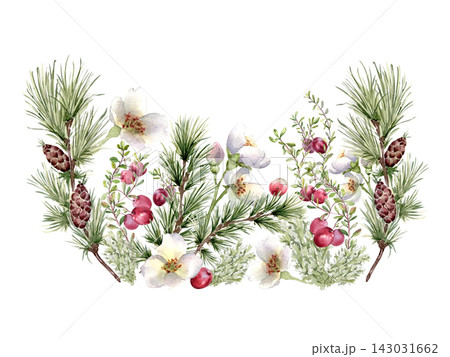 Watercolor Christmas illustration with pine branches, cones, red berry and white flowers isolated. Winter floral arrangement with evergreen plants and cranberries hand drawn. Festive design for card. 143031662