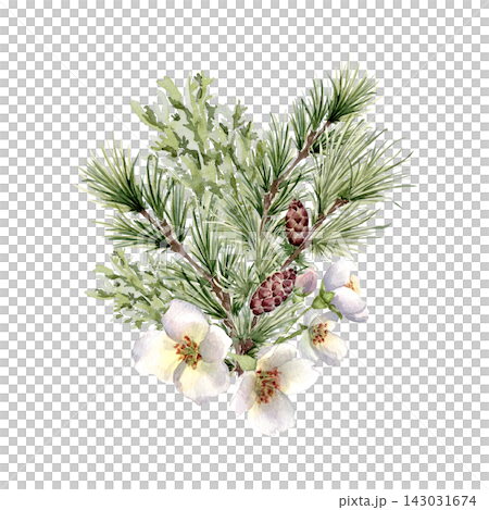 Watercolor illustration of pine branches, cones and white flowers isolated. Winter botanical arrangement hand drawn for seasonal design. Evergreen forest plant with blooms for holiday or wedding. Watercolor illustration of pine branches, cones and white flowers isolated. Winter botanical arrangement hand drawn for seasonal design. Evergreen forest plant with blooms for holiday or wedding. 143031674