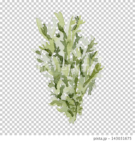 Moss bunch soft green watercolor illustration isolated background. Sphagnum northern plant botanical sketch hand drawn. Mossy texture drawing for nature seasonal greenery design pastel colors. Moss bunch soft green watercolor illustration isolated background. Sphagnum northern plant botanical sketch hand drawn. Mossy texture drawing for nature seasonal greenery design pastel colors. 143031675