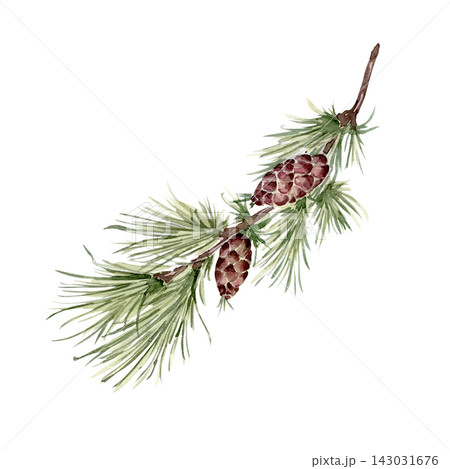Coniferous branch with cones and long needles watercolor illustration neutral tones. Botanical drawing larch twig hand drawn isolated on background. Seasonal nature artwork for winter card design. Coniferous branch with cones and long needles watercolor illustration neutral tones. Botanical drawing larch twig hand drawn isolated on background. Seasonal nature artwork for winter card design. 143031676