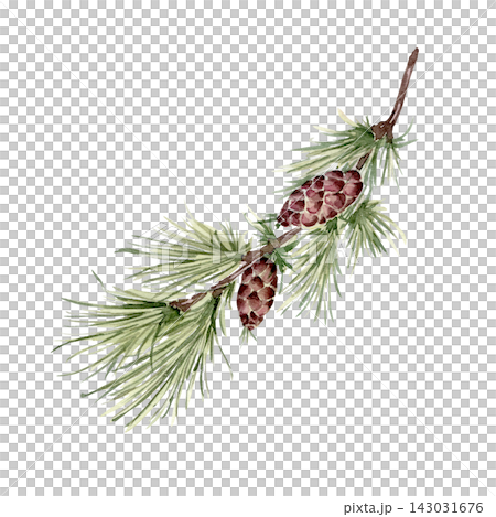 Coniferous branch with cones and long needles watercolor illustration neutral tones. Botanical drawing larch twig hand drawn isolated on background. Seasonal nature artwork for winter card design. Coniferous branch with cones and long needles watercolor illustration neutral tones. Botanical drawing larch twig hand drawn isolated on background. Seasonal nature artwork for winter card design. 143031676