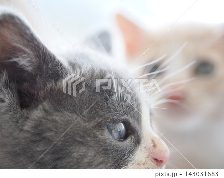 かわいい子猫 かわいい子猫 143031683