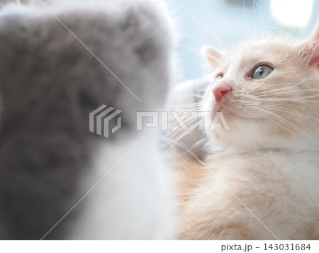 見上げる猫 143031684
