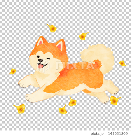 Illustration of an Akita dog running among ginkgo trees [Transparent background] 143031809
