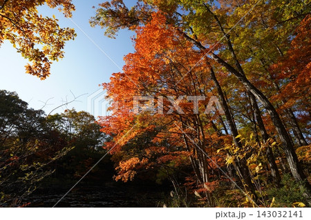 10月下旬の矢ノ原湿原(福島県昭和村) 10月下旬の矢ノ原湿原(福島県昭和村) 143032141