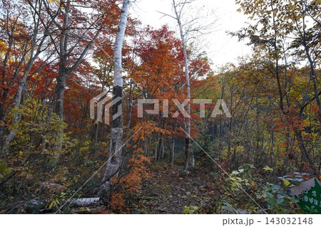 10月下旬の矢ノ原湿原(福島県昭和村) 10月下旬の矢ノ原湿原(福島県昭和村) 143032148