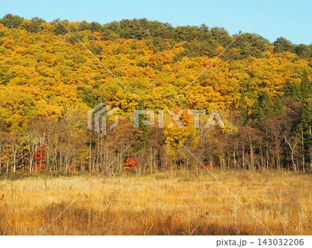 10月下旬の矢ノ原湿原（福島県昭和村） 143032206