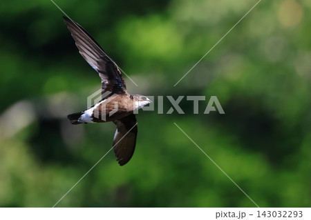 世界最速の鳥 170km/hで飛ぶハリオアマツバメ 世界最速の鳥 170km/hで飛ぶハリオアマツバメ 143032293