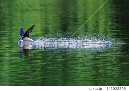 世界最速の鳥 170km/hで飛ぶハリオアマツバメ 水飲みシーン 世界最速の鳥 170km/hで飛ぶハリオアマツバメ 水飲みシーン 143032296